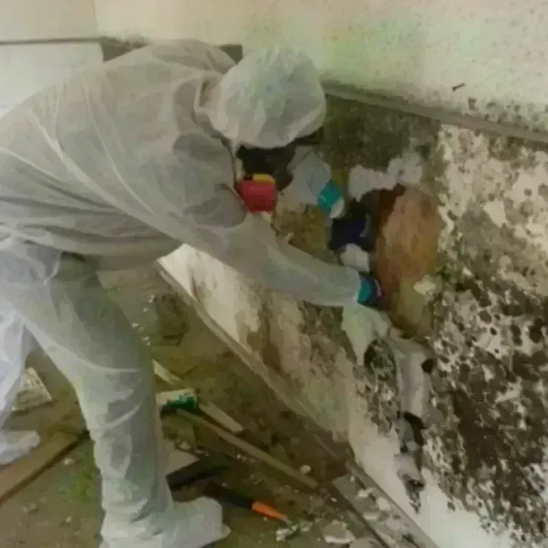 Mold Remediation and Removal in New London, MO